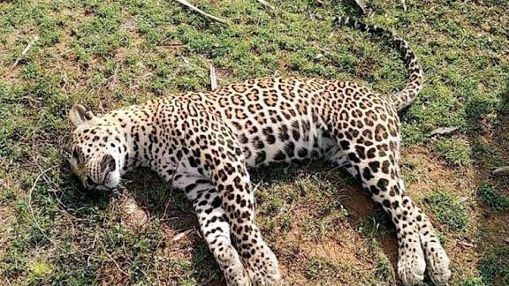 Man–Leopard Fight: ମୃତ୍ୟୁ ସହ ଲଢେଇରେ ଜିତିଲେ ମଣିଷ, ଚିତାବାଘ ଆକ୍ରମଣରୁ ଜୀବନ ବଞ୍ଚାଇଲେ ସାହସୀ ଯୁବକ