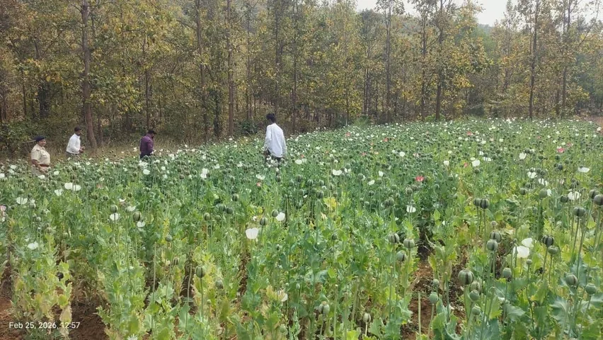 ଦେବଗଡ଼ରେ ବେଆଇନ ଅଫିମ ଚାଷ ଧ୍ୱଂସ, ପ୍ରାୟ ୨୫ କୋଟି ଟଙ୍କାର ଫସଲ ଜବତ ଓ ନଷ୍ଟ