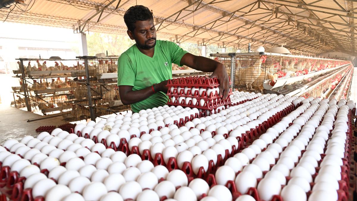 ଇରାନ ଯୁଦ୍ଧ ପ୍ରଭାବ: ରପ୍ତାନି ବନ୍ଦ ହେବାରୁ ଅଣ୍ଡା ଦର ଅଧାକୁ ଖସିଲା