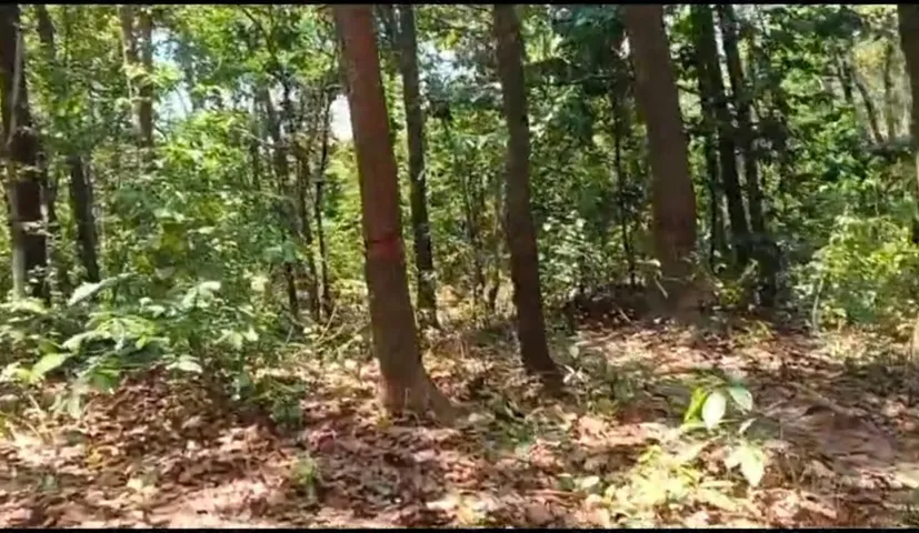 ବିକାଶ ନା ସର୍ବନାଶ ? ଟୁରିଜିମ୍ ପାଇଁ ଶିମିଳିପାଳରେ କଟାଯିବ ହଜାର ହଜାର ଶାଳଗଛ!