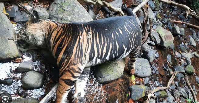 ଶିମିଳିପାଳରେ କଳା ବାଘ (Melanistic Tiger) ଶିକାର: ବାଘ ଚମଡ଼ା ଜବତ, ୩ ଗିରଫ
