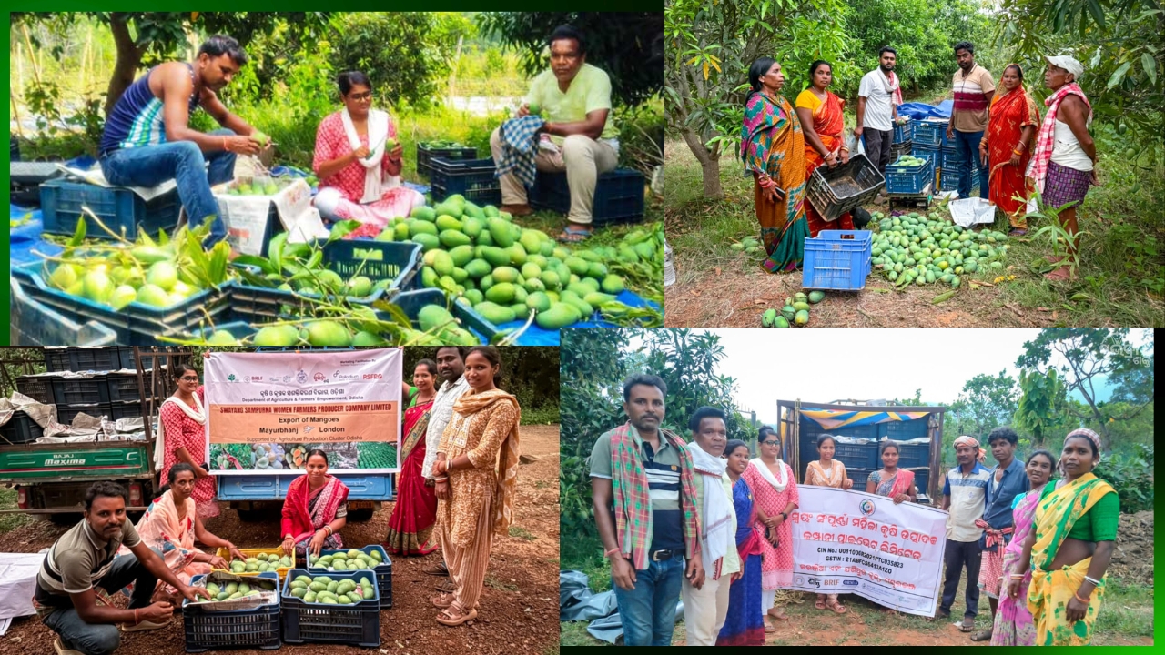 ଲଣ୍ଡନ ବଜାରରେ ମୟୂରଭଞ୍ଜର ଆମ୍ରପାଲି: ୯.୫ କ୍ୱିଣ୍ଟାଲ ଆମ୍ବ ରପ୍ତାନି କଲା ମହିଳା FPO, ମୁଖ୍ୟମନ୍ତ୍ରୀ ଜଣାଇଲେ ଶୁଭେଚ୍ଛା