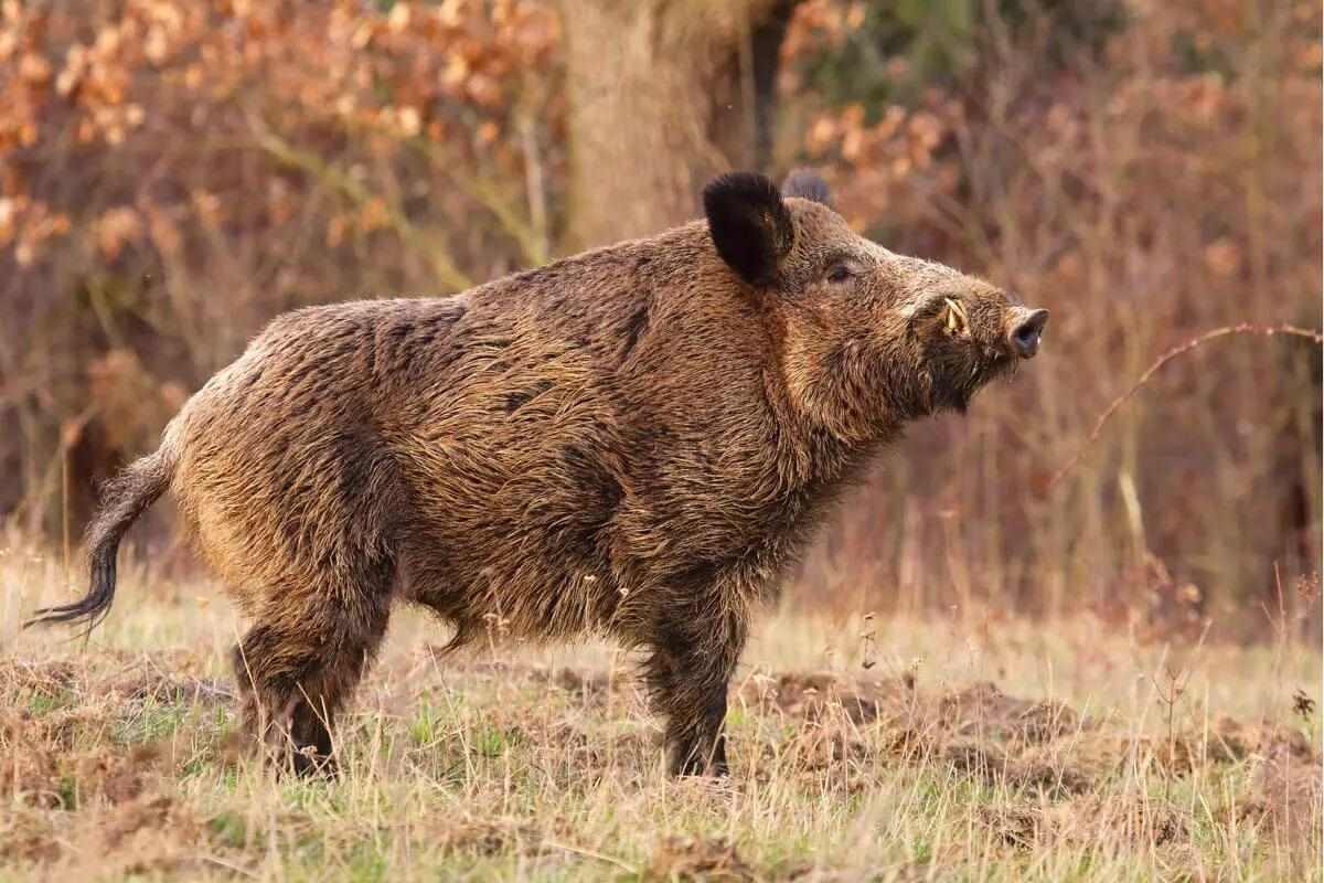 Wild Boar Attack: ଢେଙ୍କାନାଳରେ ବାରହା ଆତଙ୍କ, ଆକ୍ରମଣରେ ଜଣେ ମୃତ; ୧୦ରୁ ଅଧିକ ଆହତ